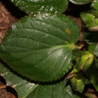 Gloxinia perennis (L.) Druce